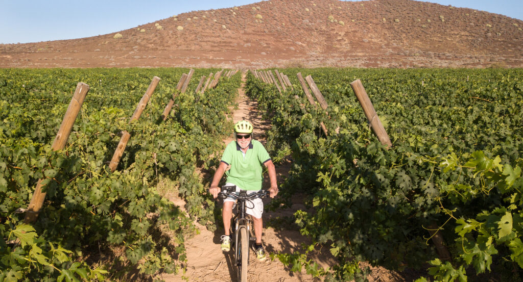Aerial view of happy smiling man senior with gray hair. Bicycling through bunches of grapes. looking at drone. Excursion for healthy lifestyle. One people caucasian.Green vineyard in background.