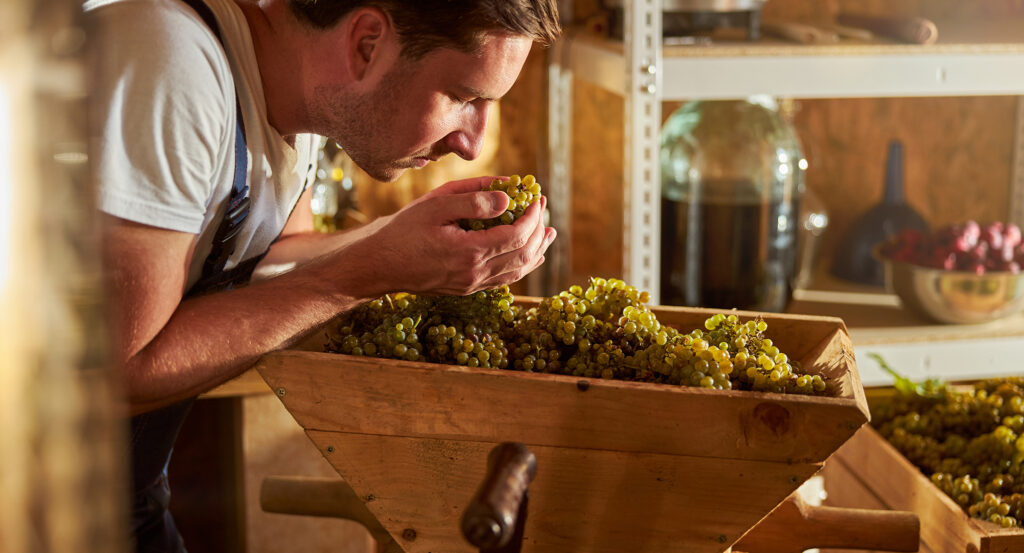 Dedicated young winemaker holding and smelling ripe grapes while working at the winery